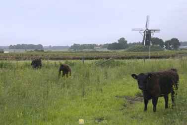 Animals - Beesel (NL)