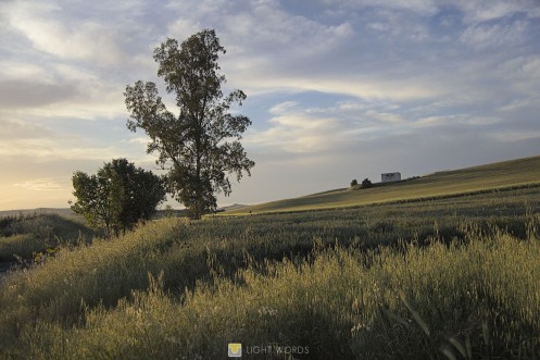 BORGO TACCONE - Irsina (MT)